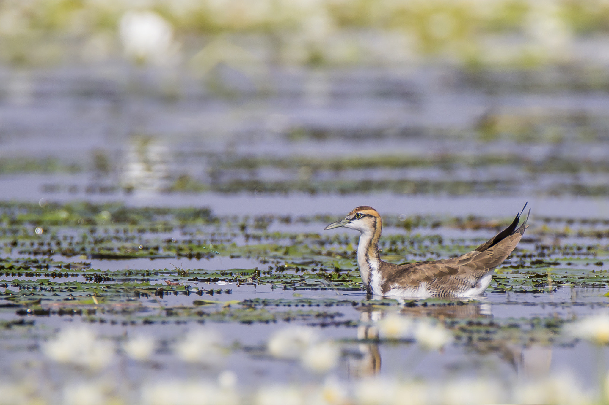 Tamron SP 150-600mm F5-6.3 Di VC USD sample photo. Pheasant tailed jacana • vadhwana • nov. 2016 photography