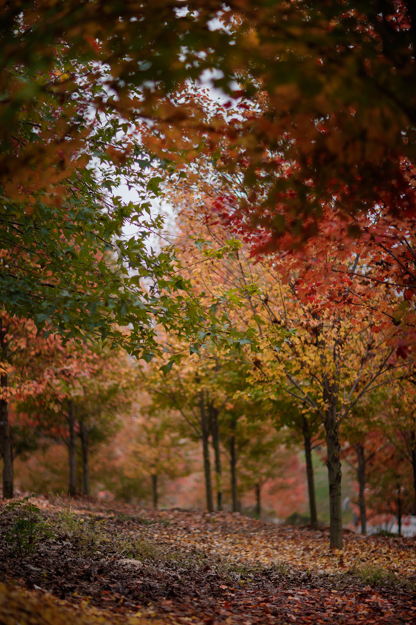 Canon EF 85mm F1.2L II USM sample photo