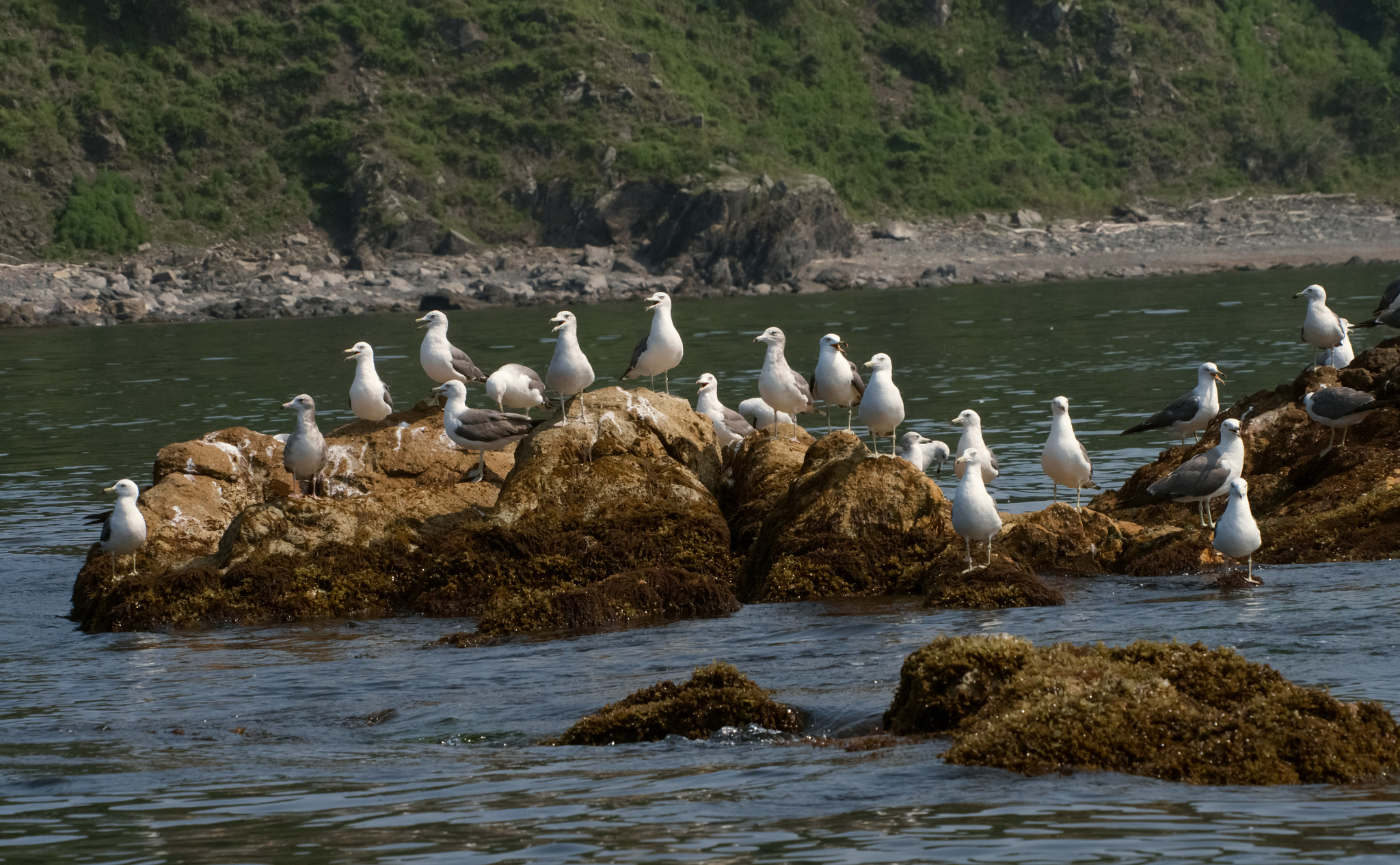 OLYMPUS M.75-300mm F4.8-6.7 sample photo. Seagull photography