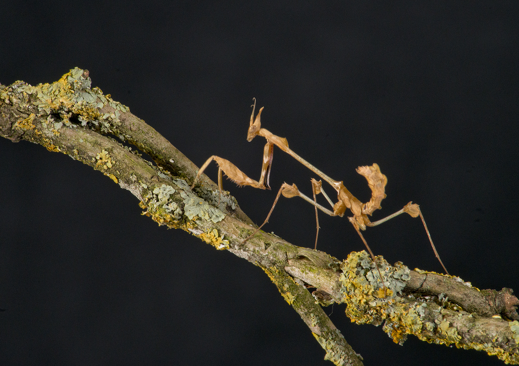 Nikon D800 + Nikon AF Nikkor 80-400mm F4.5-5.6D ED VR sample photo. Praying mantis photography