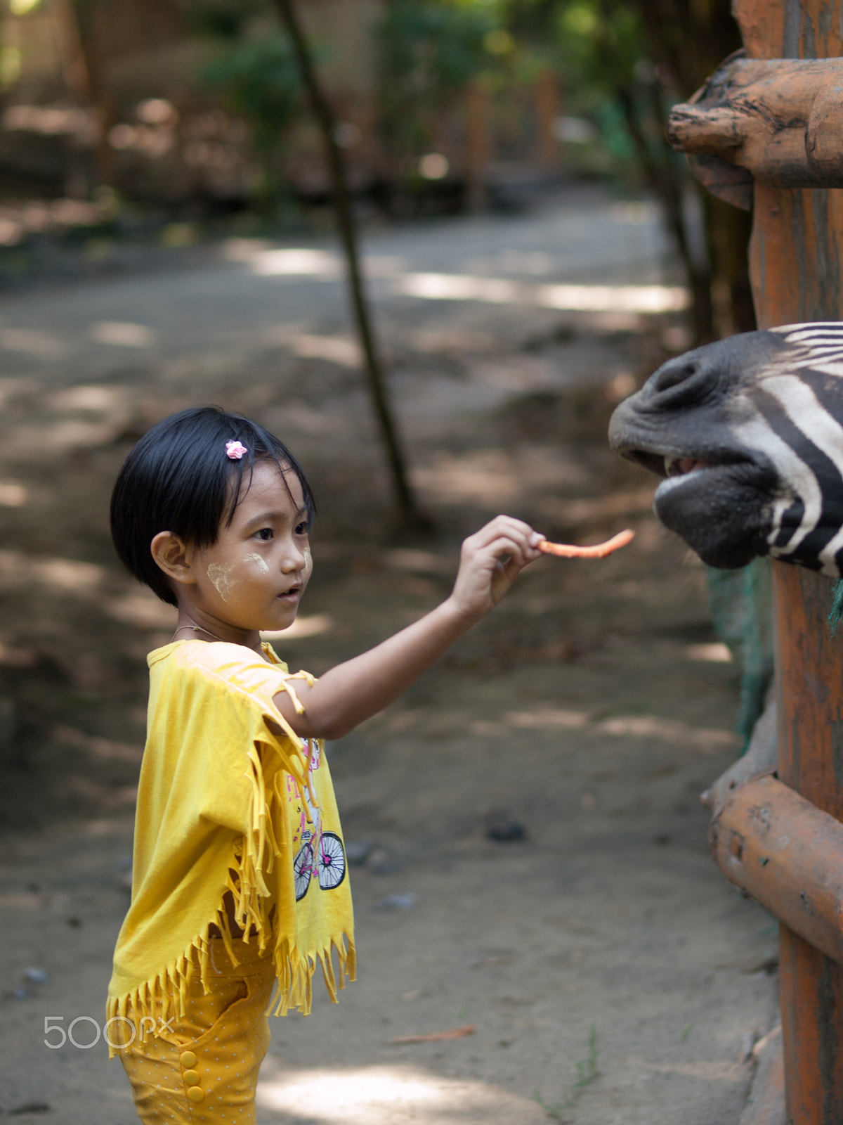 Olympus E-620 (EVOLT E-620) + OLYMPUS 50mm Lens sample photo. Girl feeding zebra photography