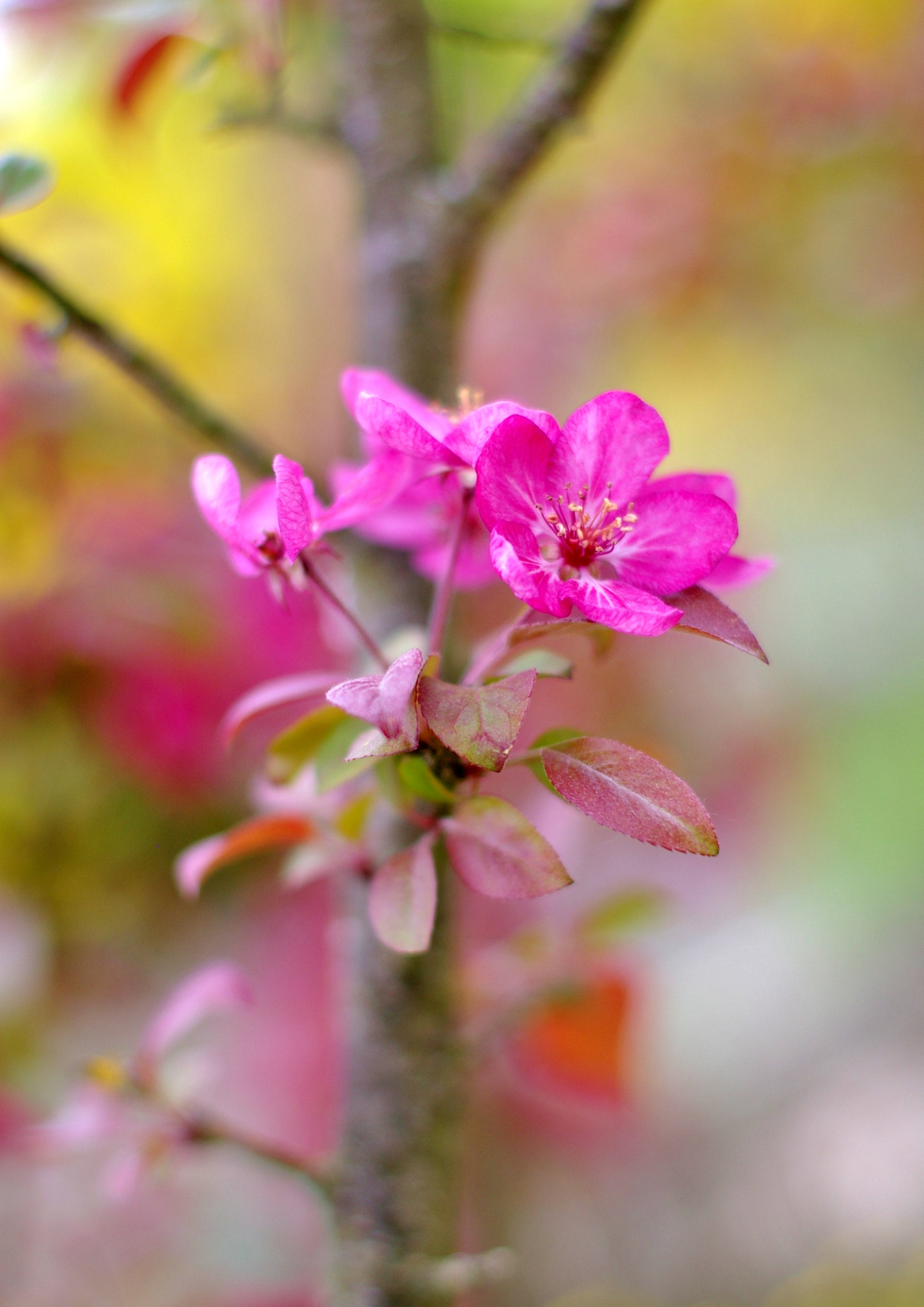 Pentax K100D Super + Pentax smc FA 50mm F1.4 sample photo. Douce harmonie photography
