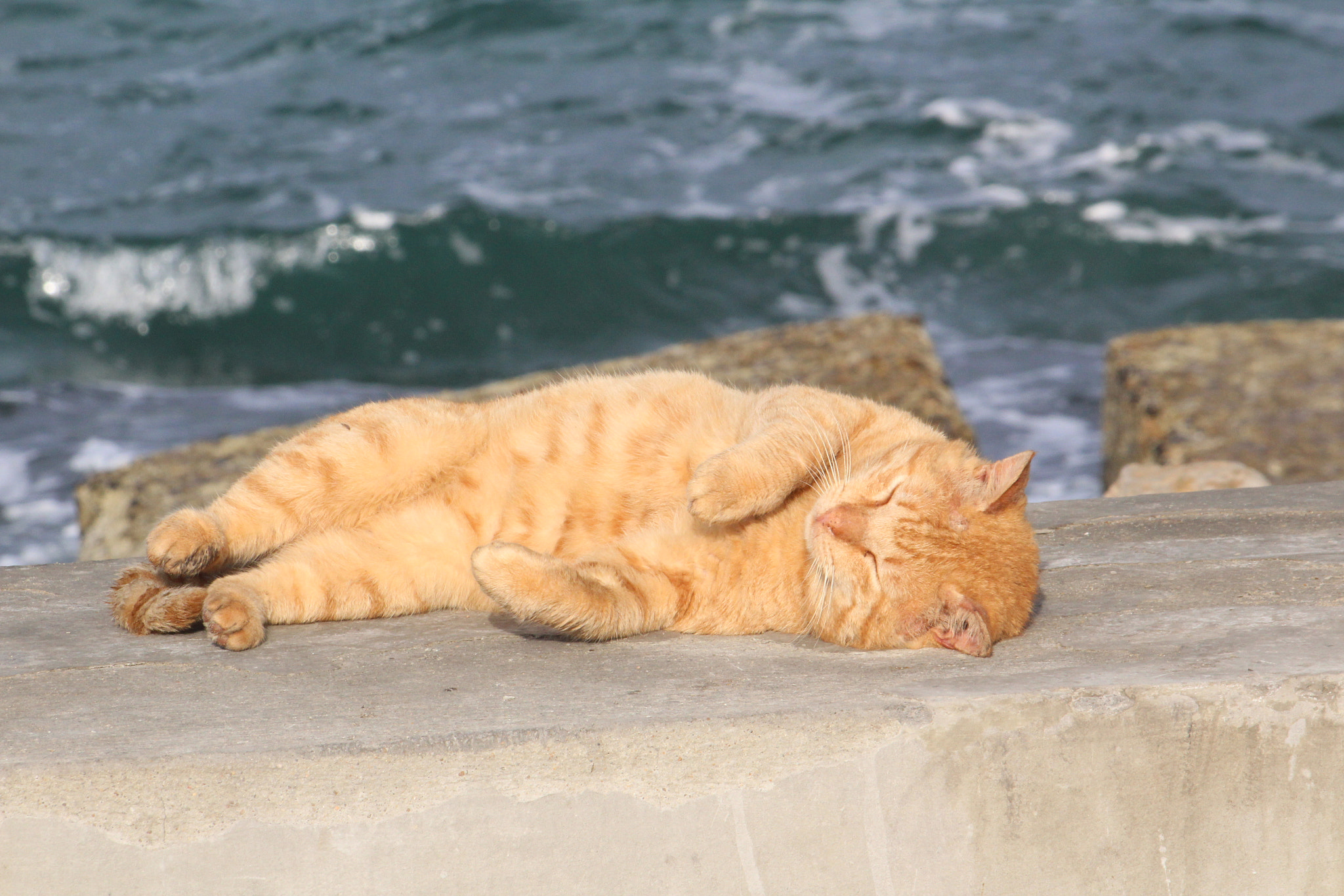 Canon EF 70-300mm F4-5.6 IS USM sample photo. Enjoy sunbathing photography