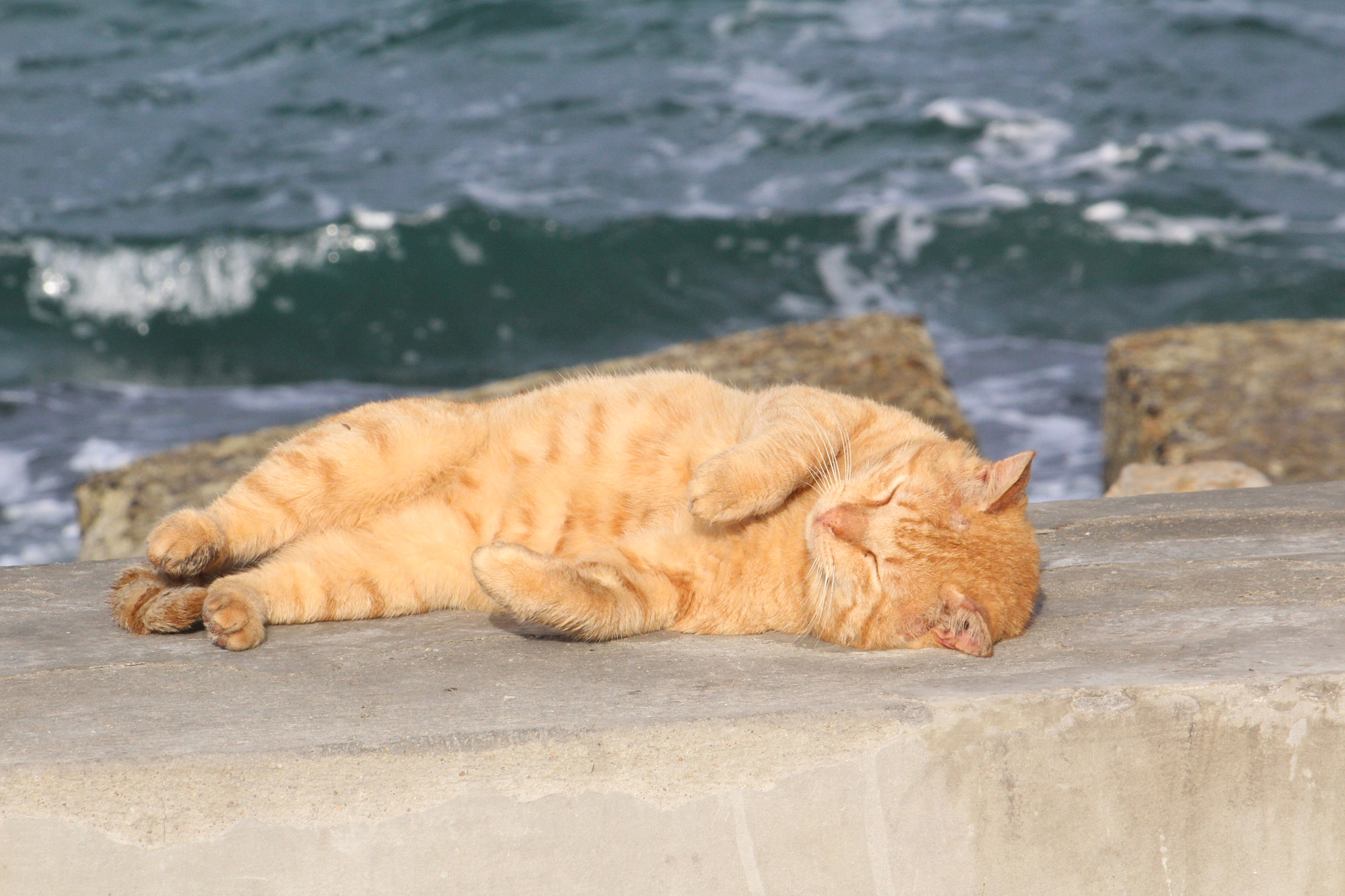 Canon EOS 1200D (EOS Rebel T5 / EOS Kiss X70 / EOS Hi) + Canon EF 70-300mm F4-5.6 IS USM sample photo. Enjoy sunbathing photography