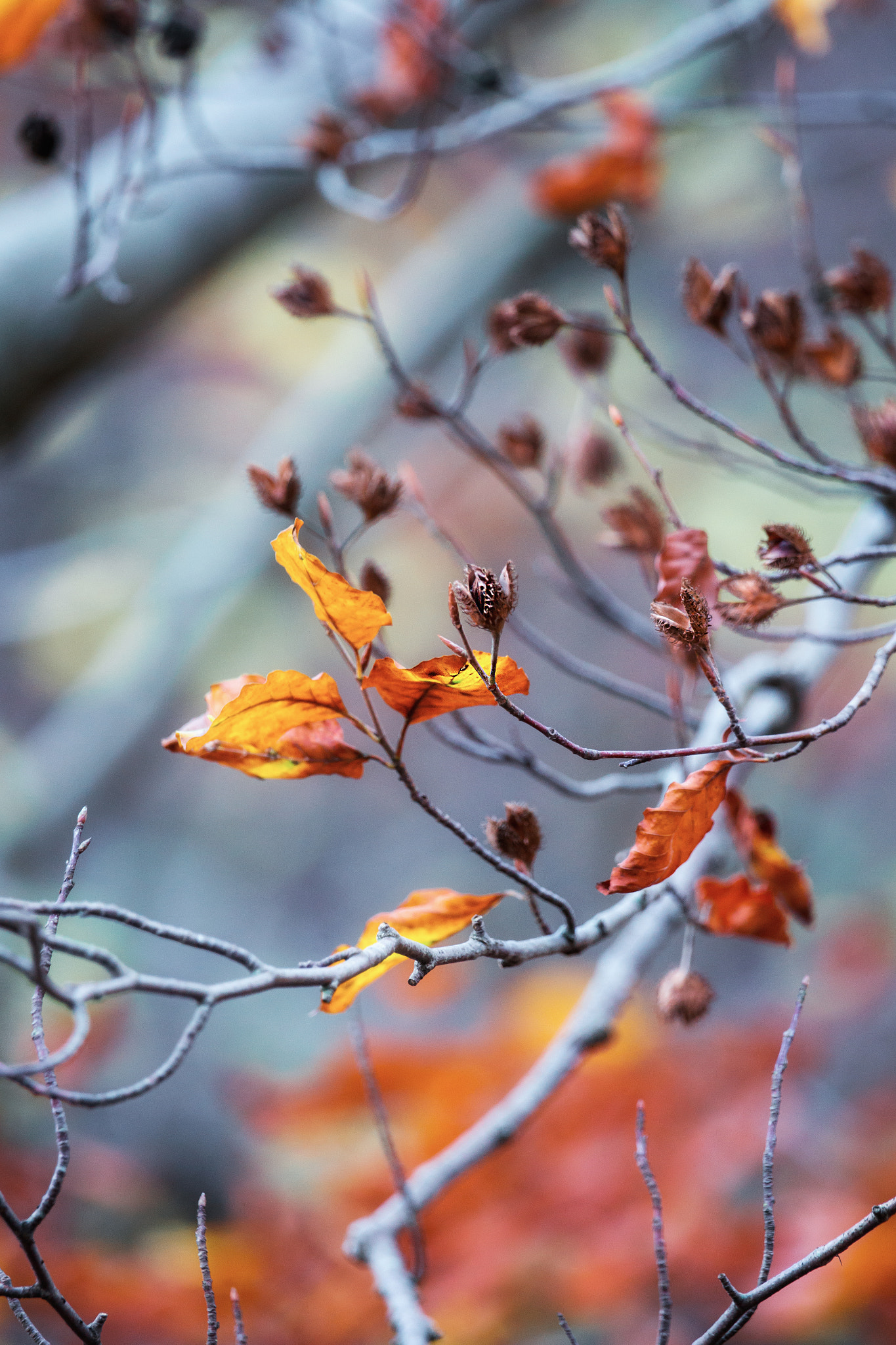 Sony 70-400mm F4-5.6 G SSM II sample photo. Beech branch photography