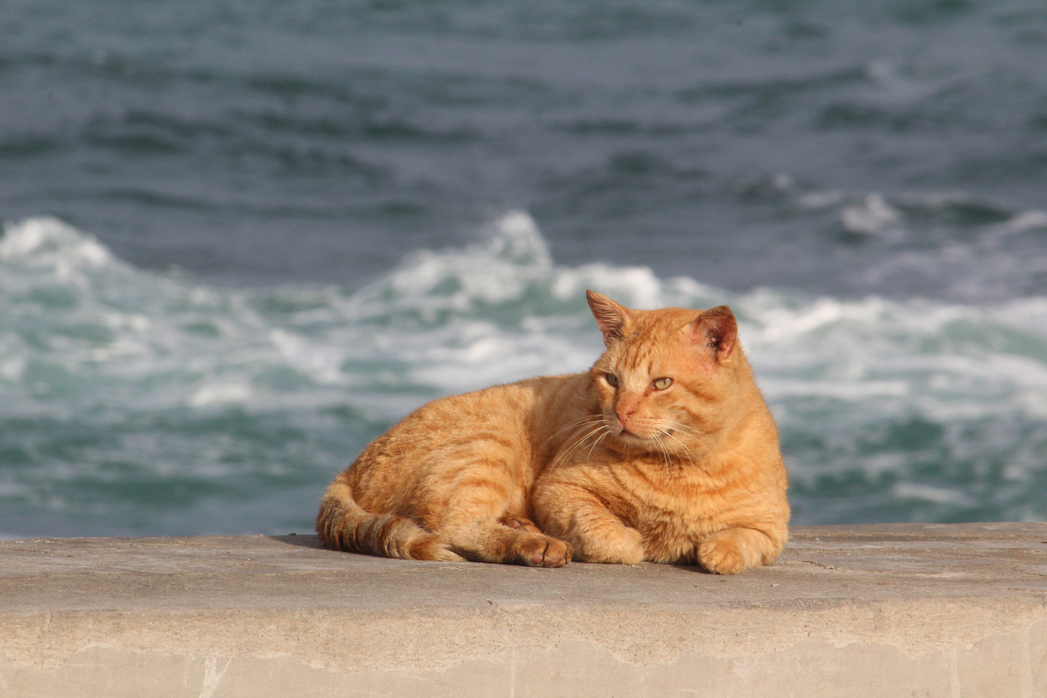 Canon EF 70-300mm F4-5.6 IS USM sample photo. Enjoy sunbathing2 photography