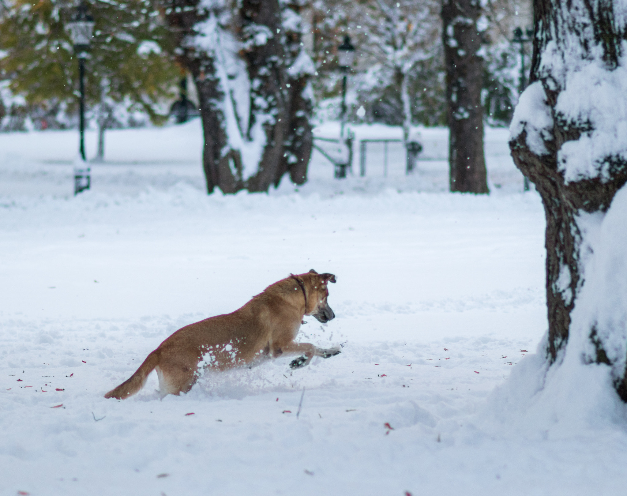 Canon EOS 80D + Canon EF 100mm F2.0 USM sample photo. Snow dog photography