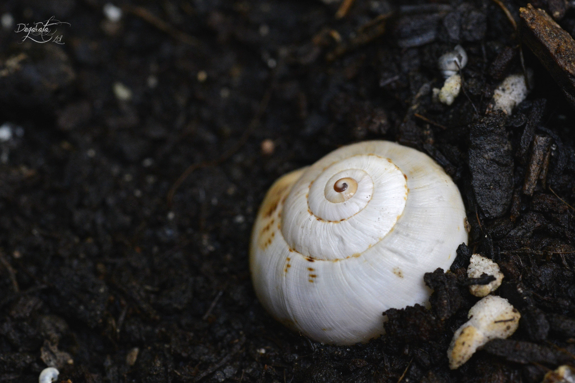 Nikon D610 + Nikon AF Micro-Nikkor 60mm F2.8D sample photo. Caracol en maceta photography