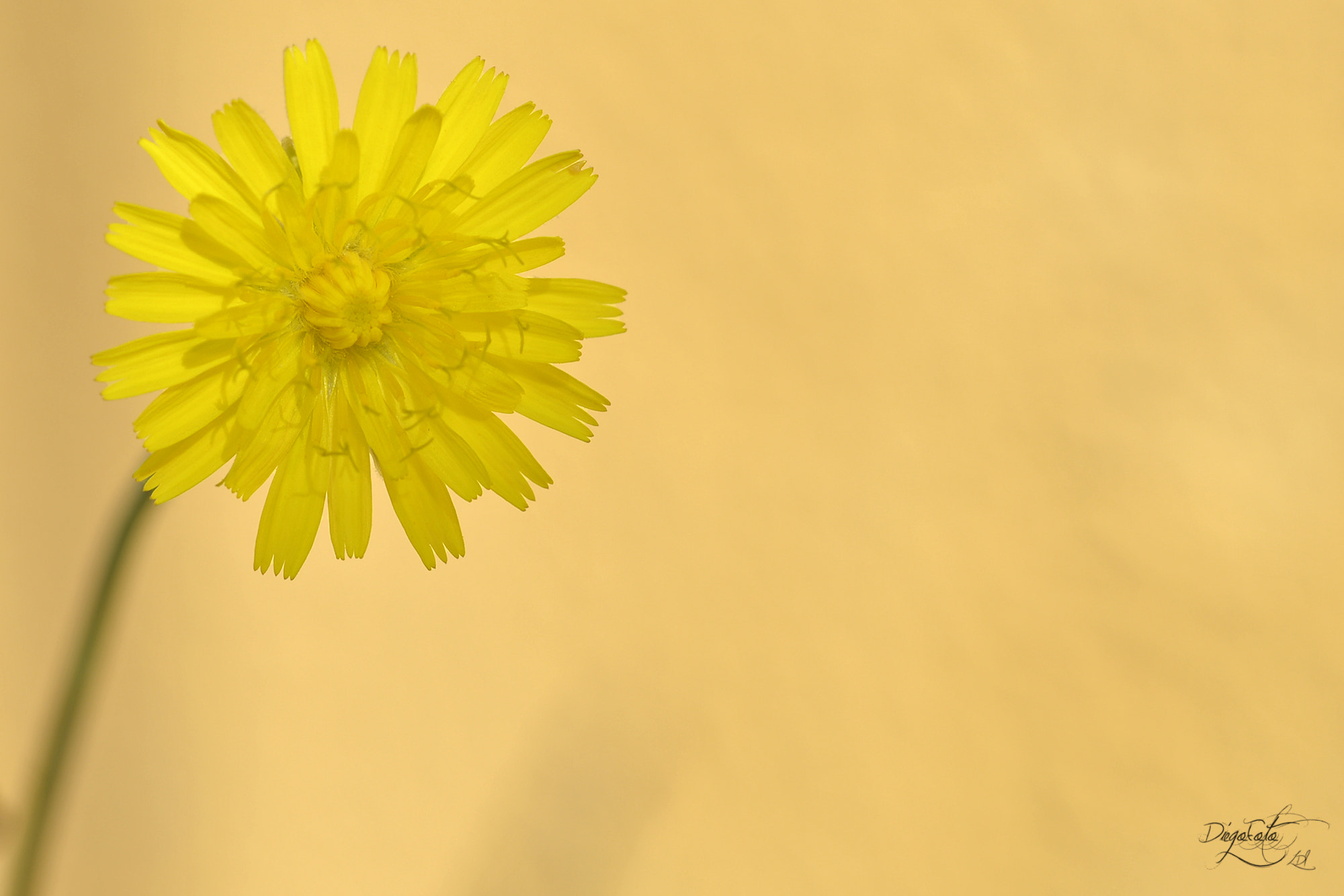 Nikon D610 + Nikon AF Micro-Nikkor 60mm F2.8D sample photo. Flor de diente de león (taraxacum officinale) photography
