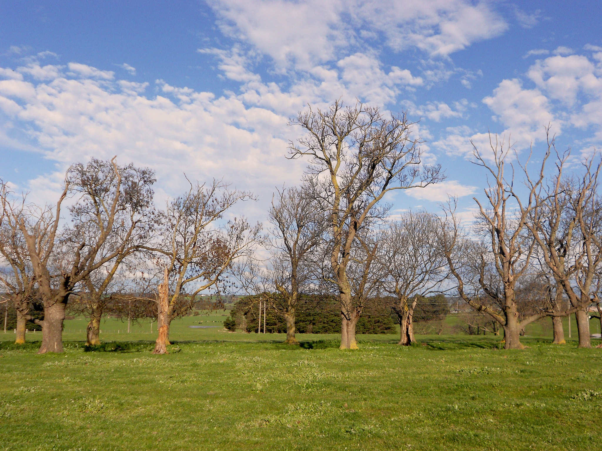 Nikon COOLPIX S2600 sample photo. Winter in australia photography