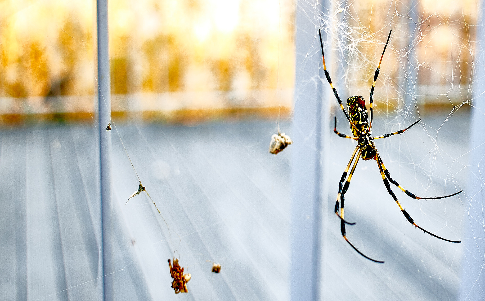 Canon EF-S 24mm F2.8 STM sample photo. Spider photography