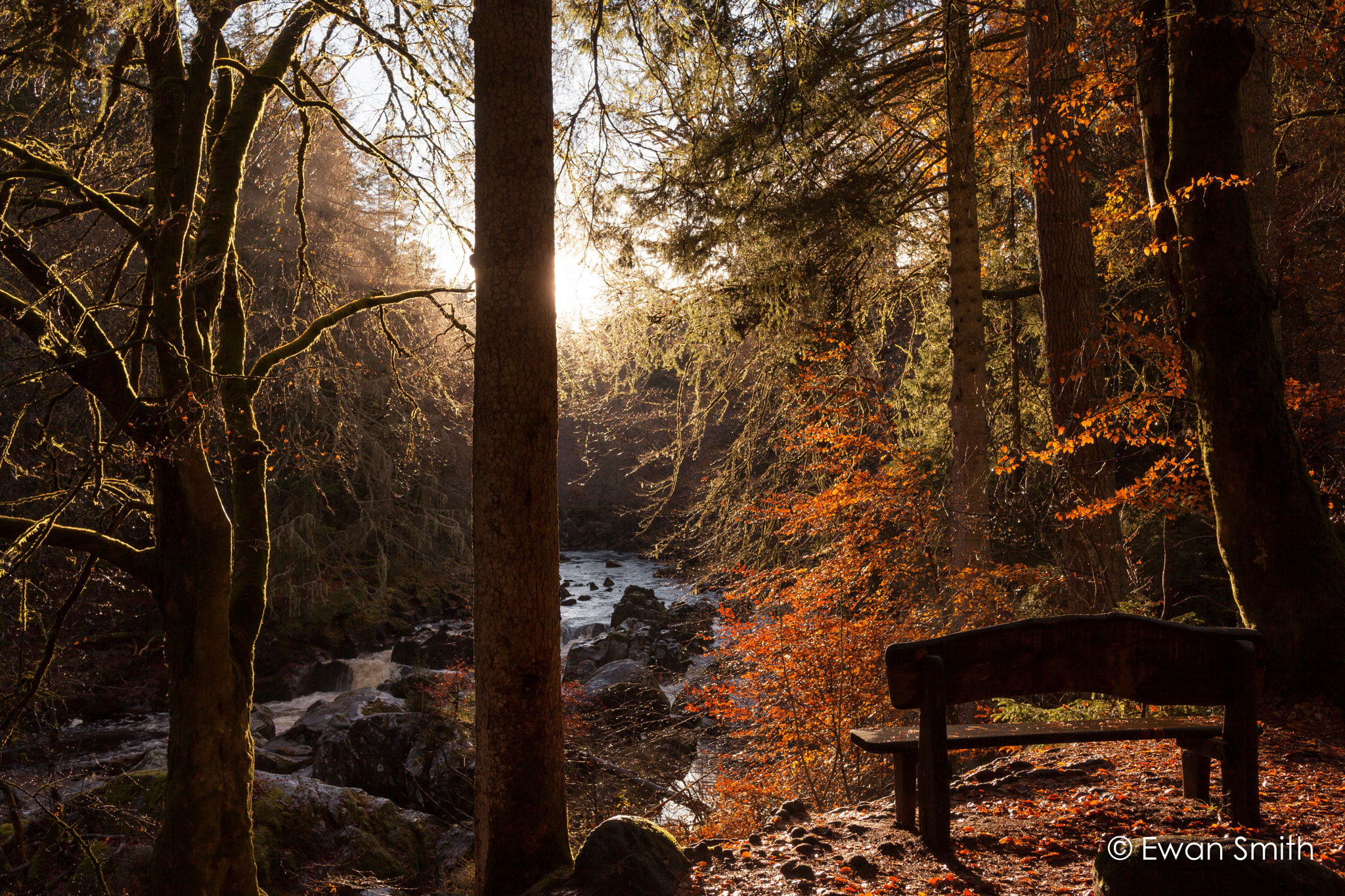 Canon EOS 5D Mark II sample photo. Sunset in the forrest photography