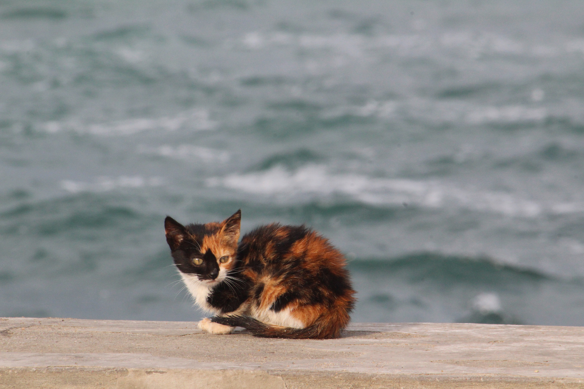Canon EF 70-300mm F4-5.6 IS USM sample photo. Petite feel cold photography