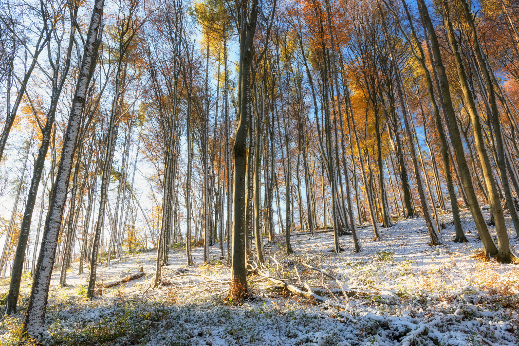 Nikon D5500 + Sigma 18-35mm F1.8 DC HSM Art sample photo. Cool autumn photography