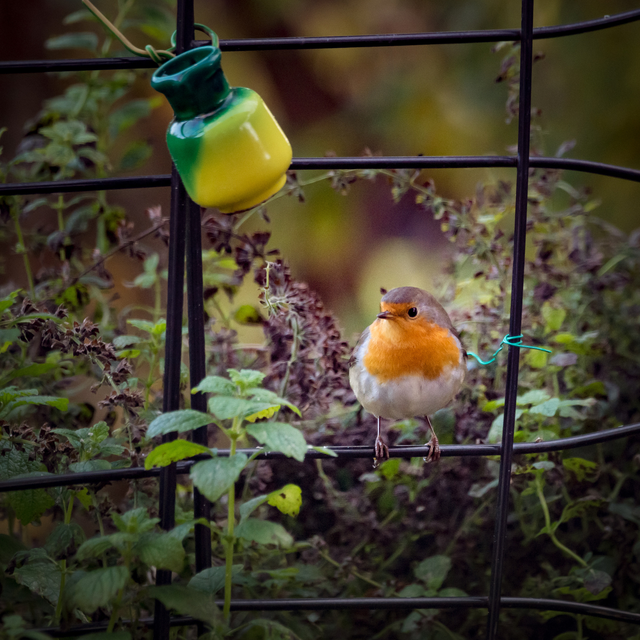 Sony a99 II + Sony 70-400mm F4-5.6 G SSM sample photo. Robin photography