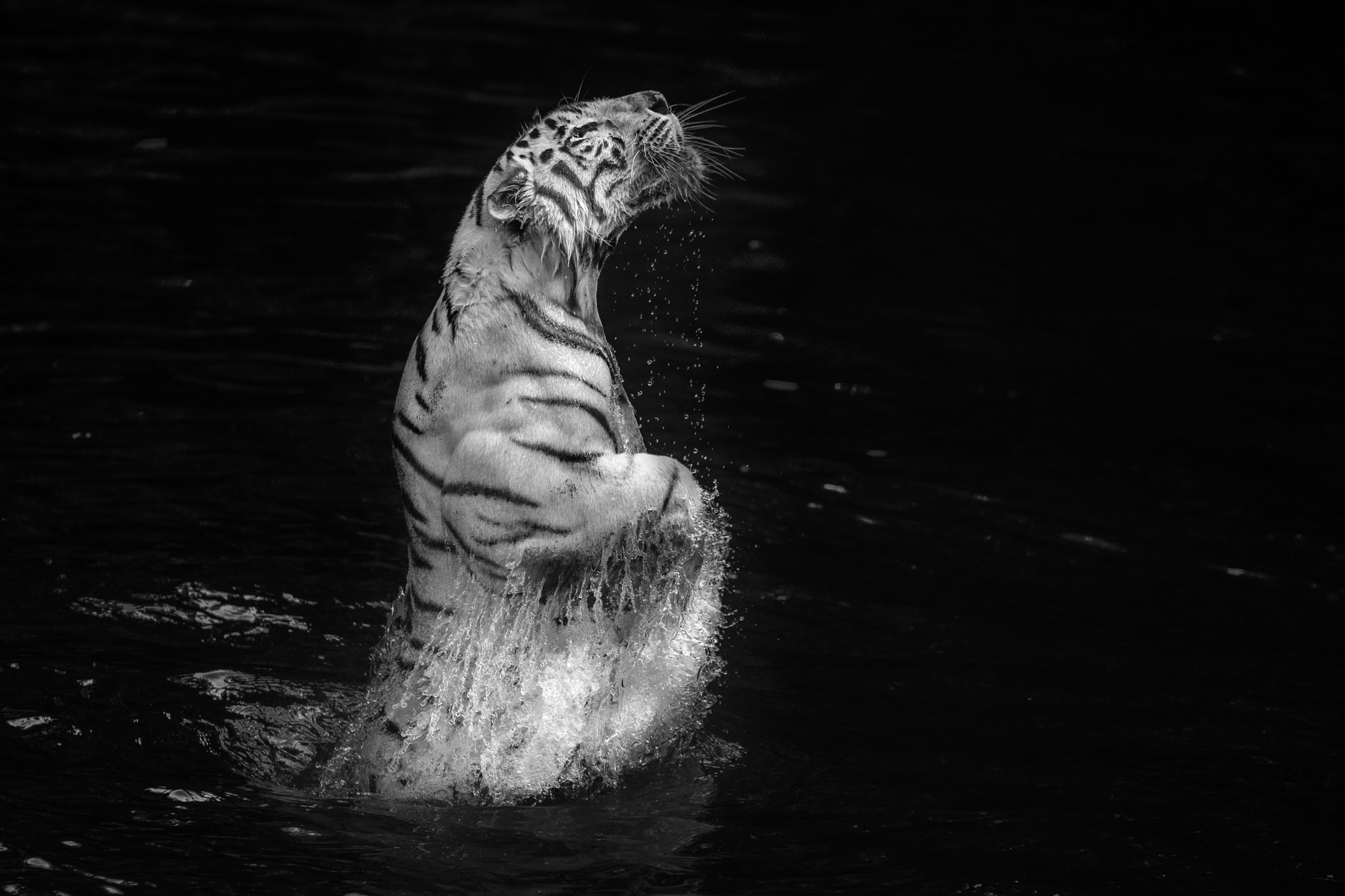 Nikon AF-S Nikkor 70-200mm F2.8G ED VR II sample photo. White tiger photography