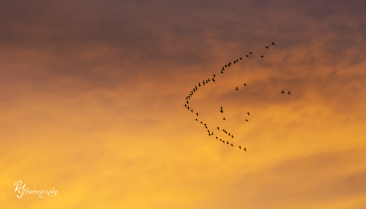 Sony SLT-A77 sample photo. Sunset flight photography