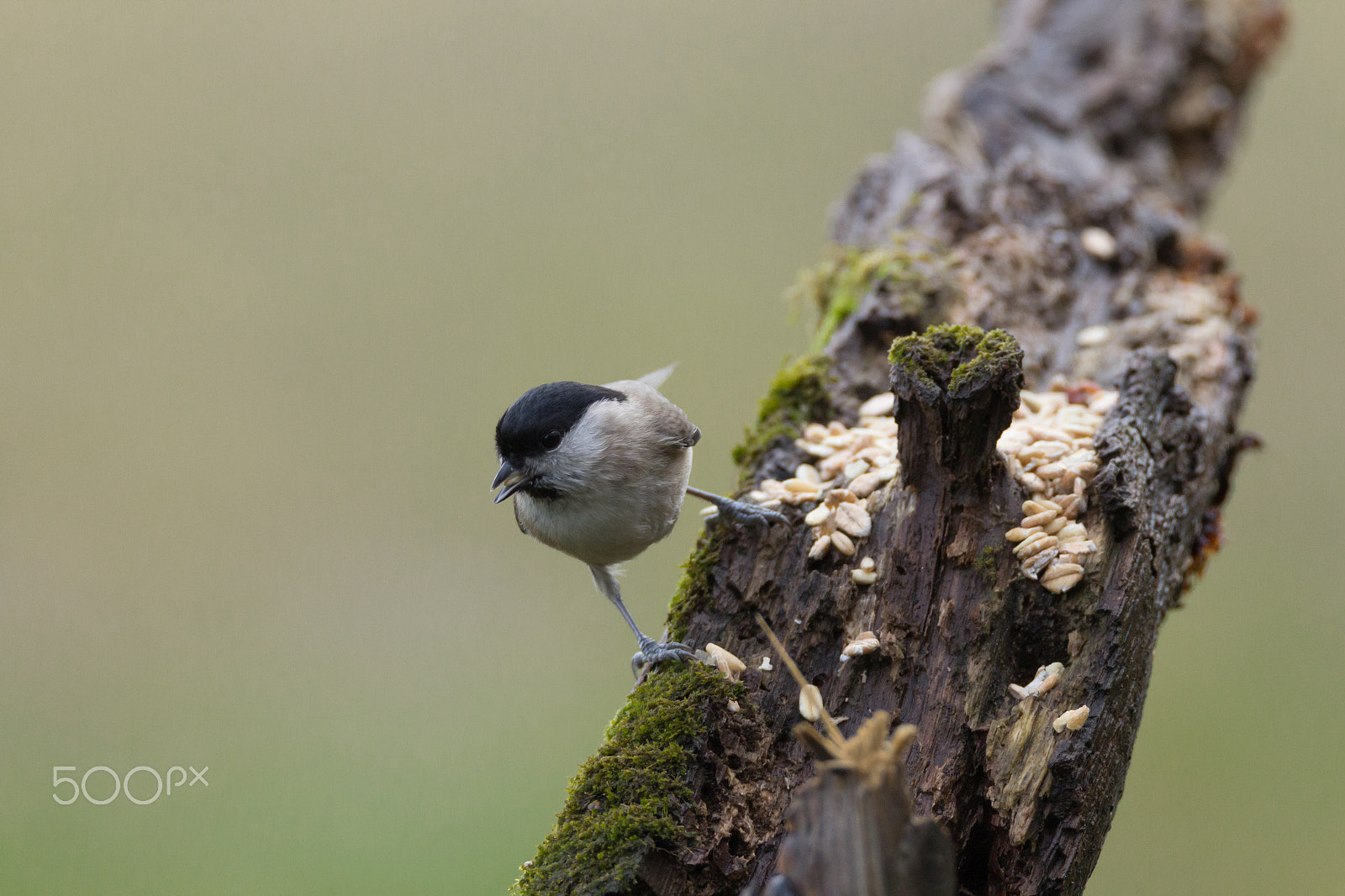 Tamron SP 150-600mm F5-6.3 Di VC USD sample photo. Willow tit photography