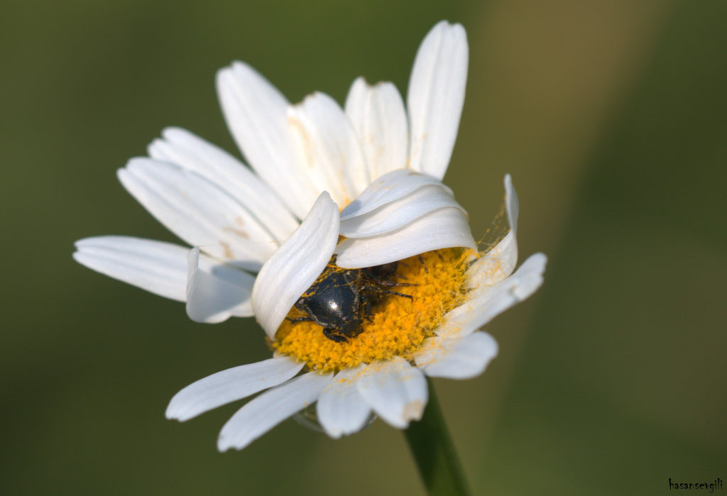Sigma APO Macro 150mm f/2.8 EX DG HSM sample photo. Flower-insect love photography