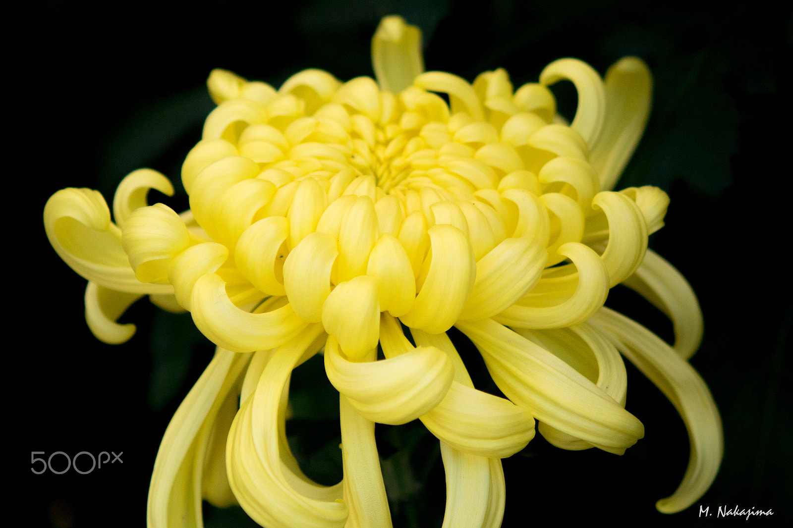 Nikon 1 V3 + 60mm f/2.8G sample photo. Chrysanthemum -1 photography