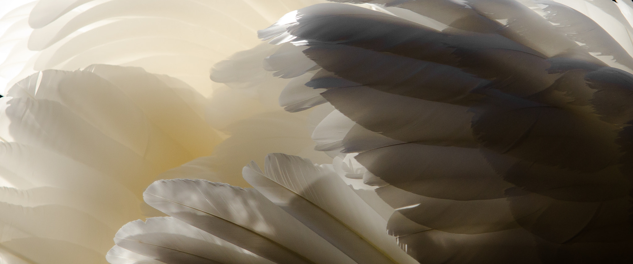 Sigma 70-200mm F2.8 EX DG OS HSM sample photo. Swan photography