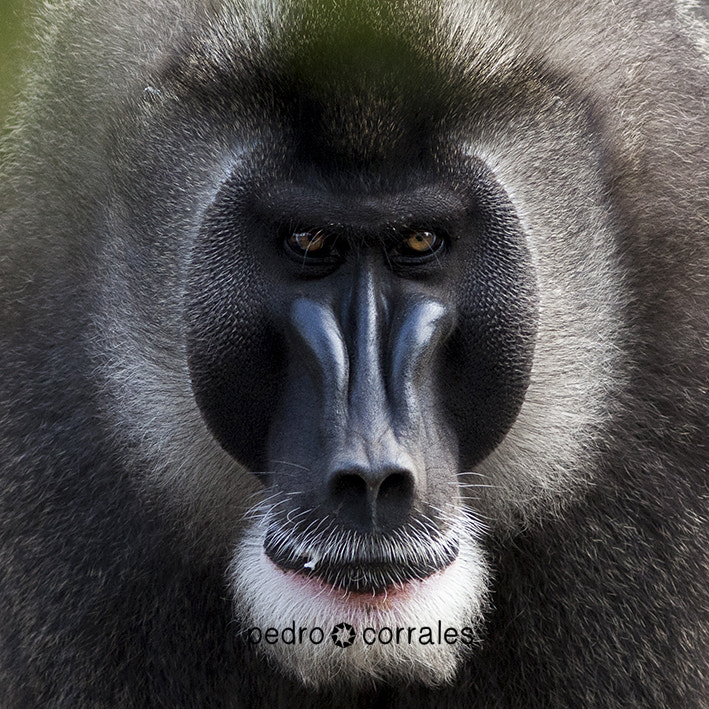 Canon EF 300mm F4L IS USM sample photo. Face to face photography