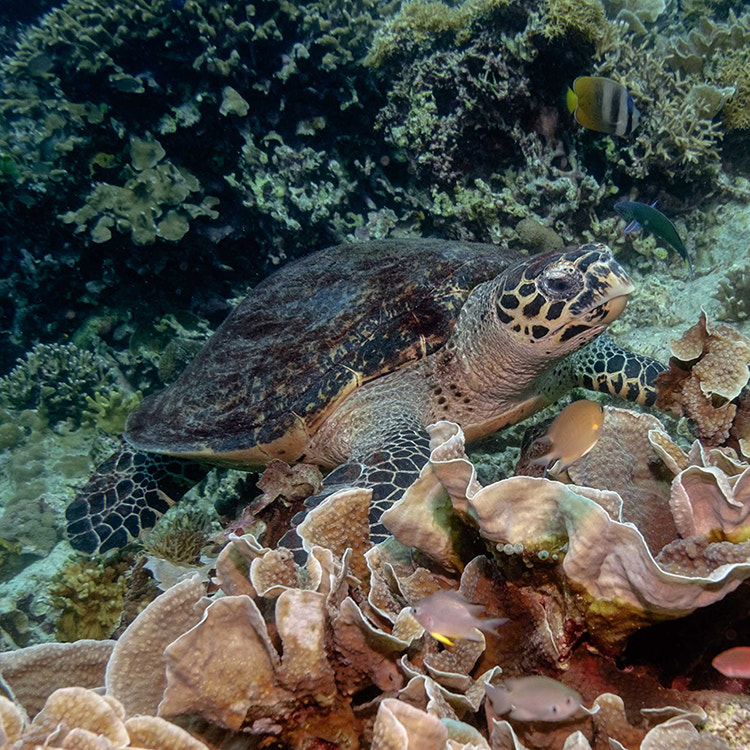 Fujifilm XC 16-50mm F3.5-5.6 OIS sample photo. Hawksbill turtle photography