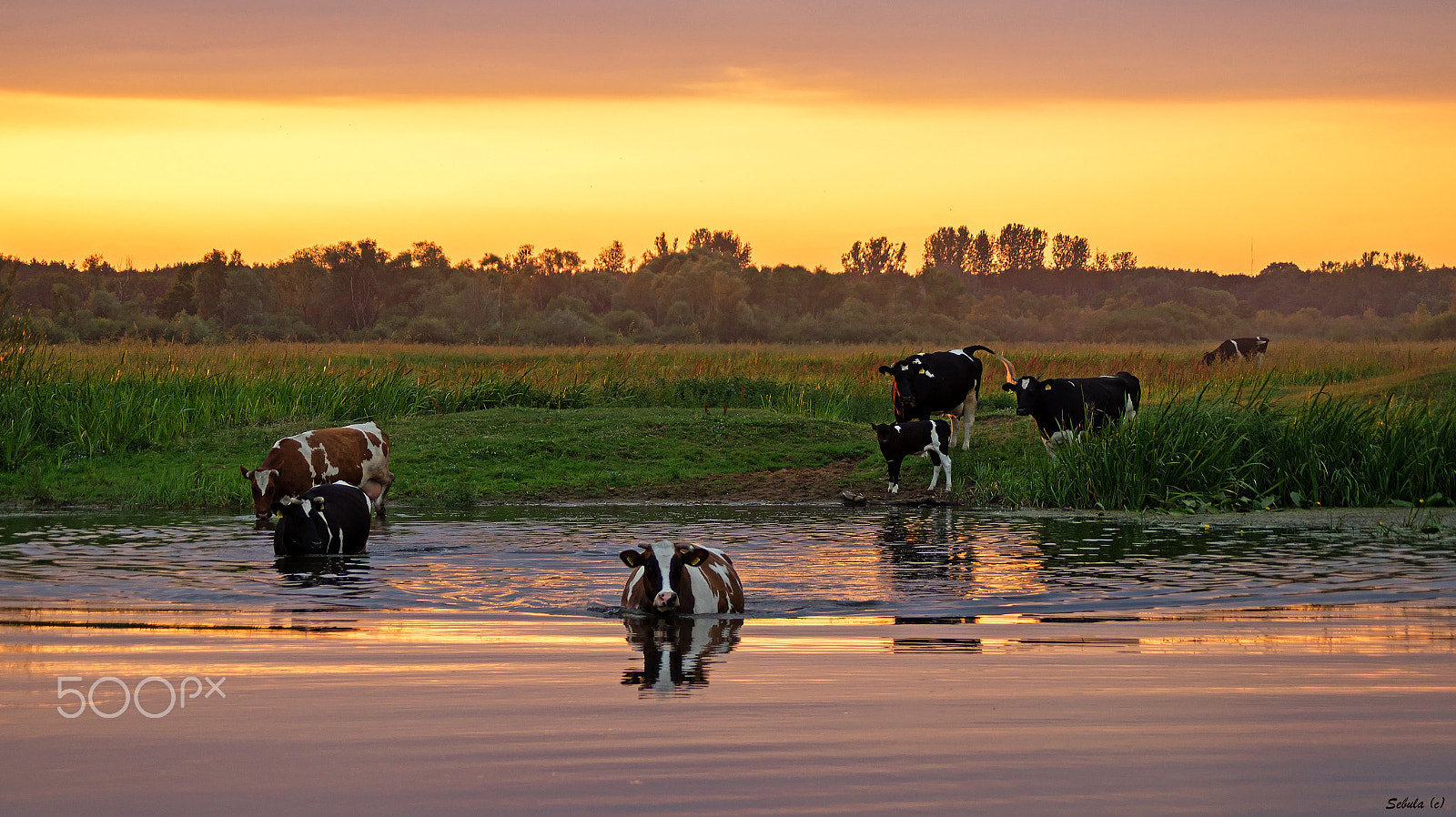 Sony DT 55-200mm F4-5.6 SAM sample photo. Cows photography