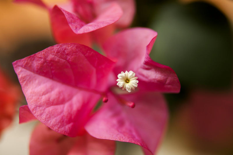 EF28-70mm f/2.8L USM sample photo