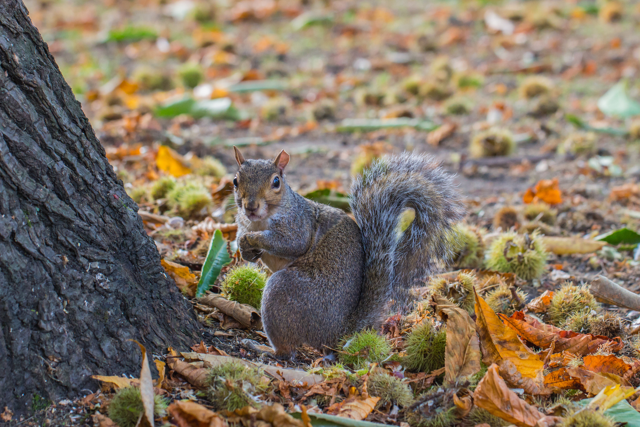 Canon EF 100mm F2.8L Macro IS USM sample photo. A posing squirrel photography