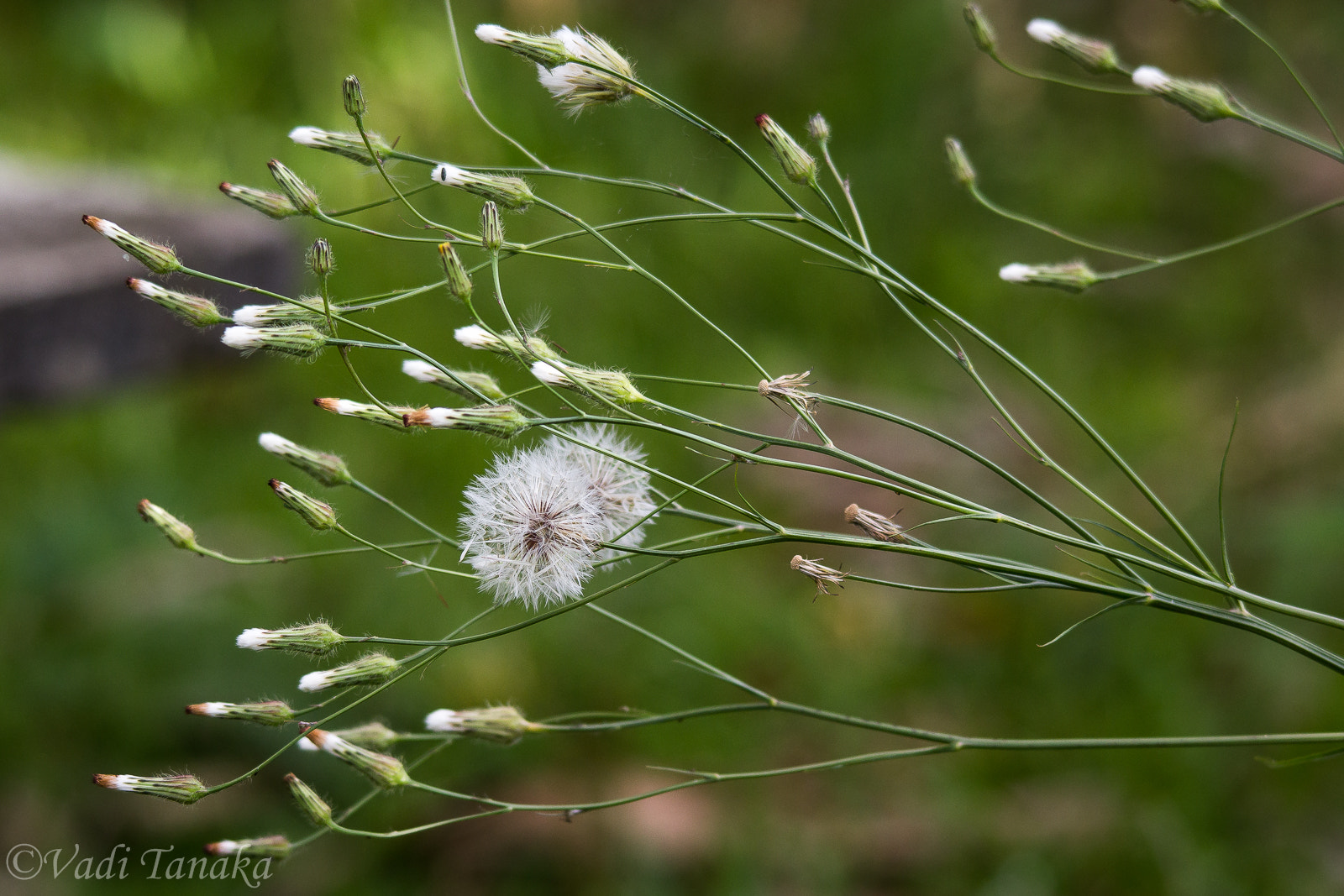 Sigma 150-500mm F5-6.3 DG OS HSM sample photo. Dandelion! photography