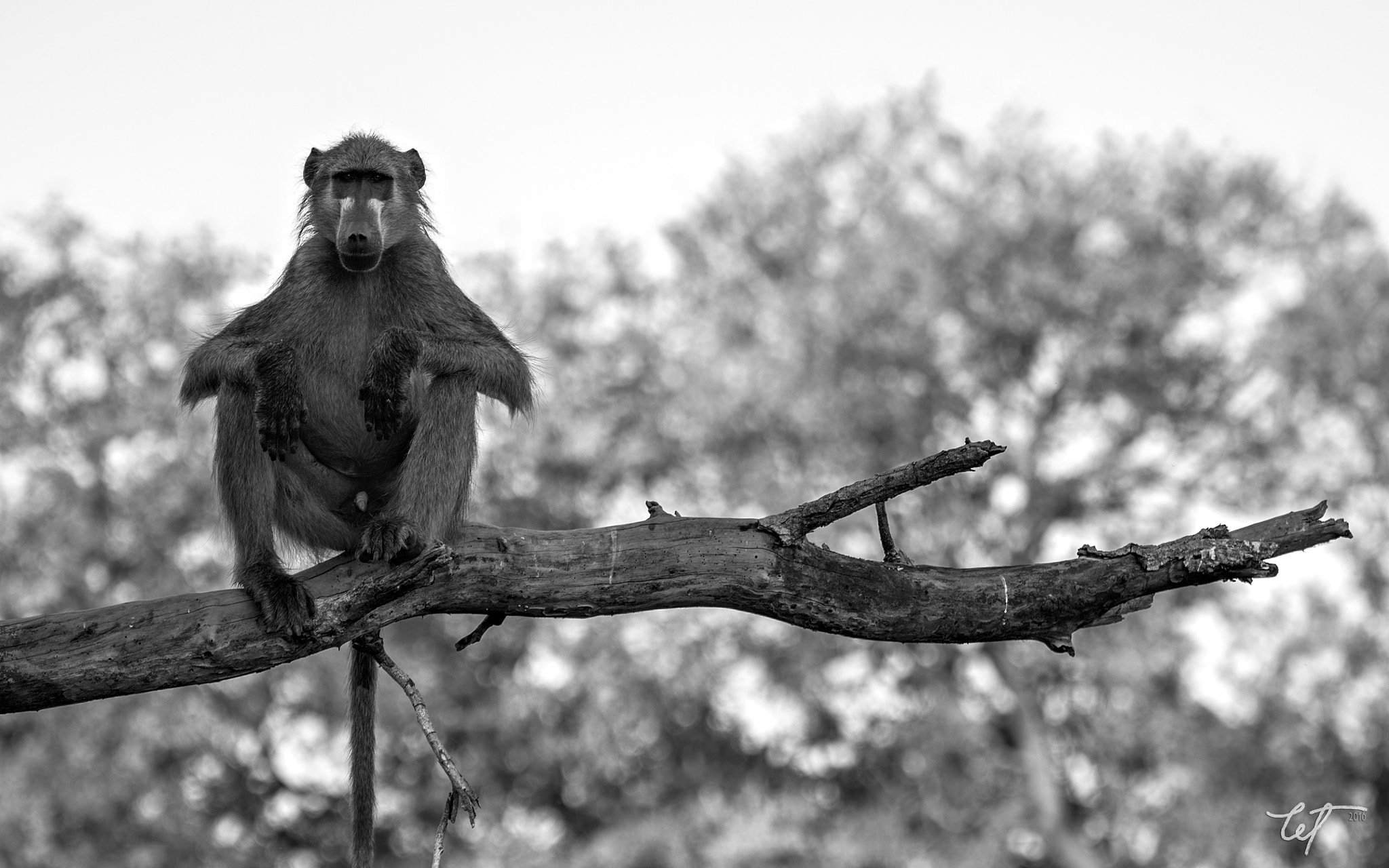 Nikon D5 sample photo. Chief photography