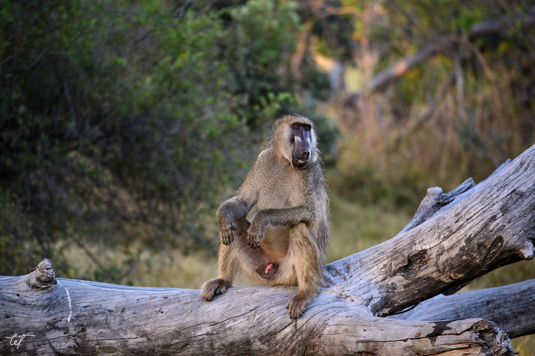 Nikon D5 sample photo. Baboon photography