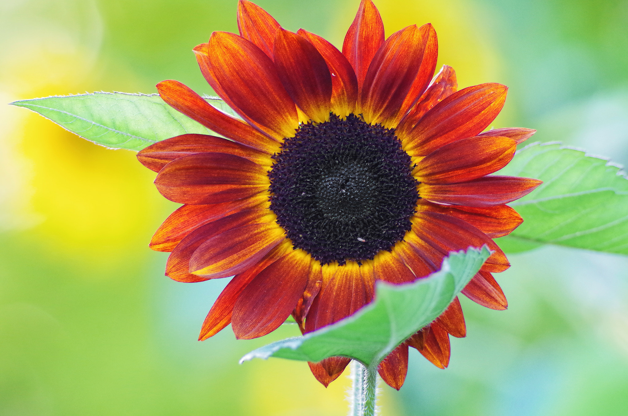 Pentax K-30 sample photo. Sunflower photography