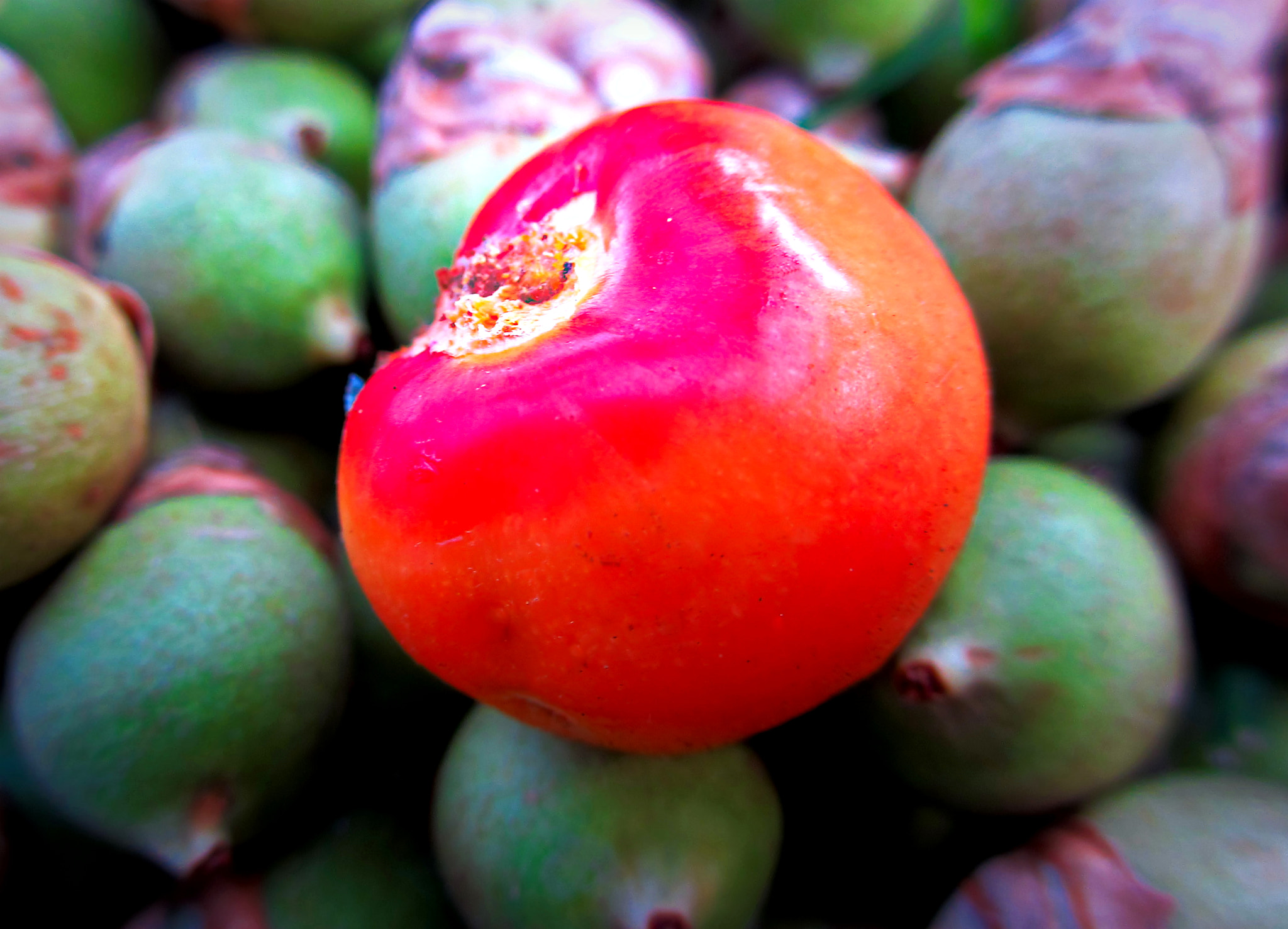 Canon PowerShot ELPH 310 HS (IXUS 230 HS / IXY 600F) sample photo. Fruit from a palm tree. photography