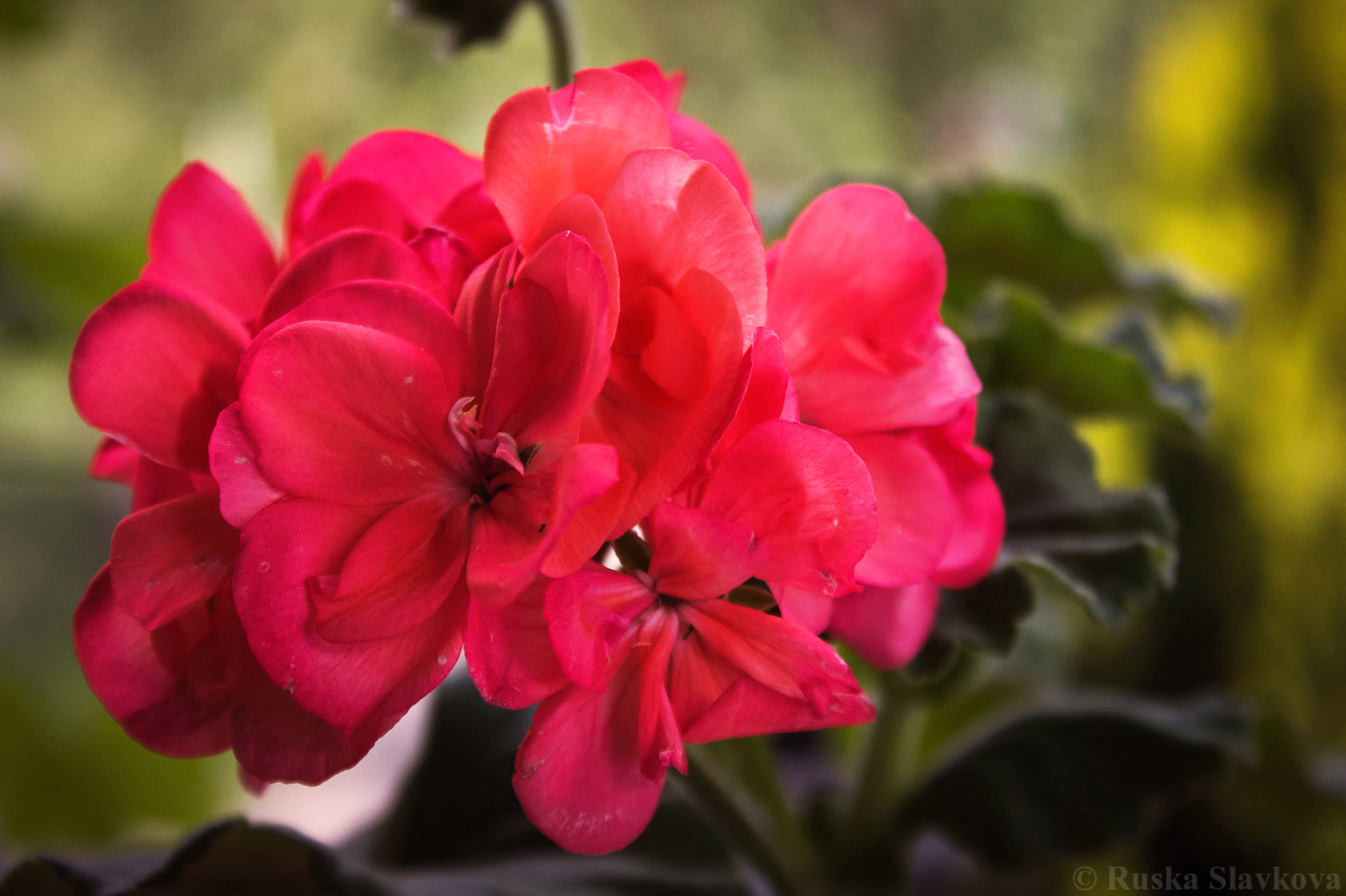 Canon EOS 40D sample photo. Flower. photography