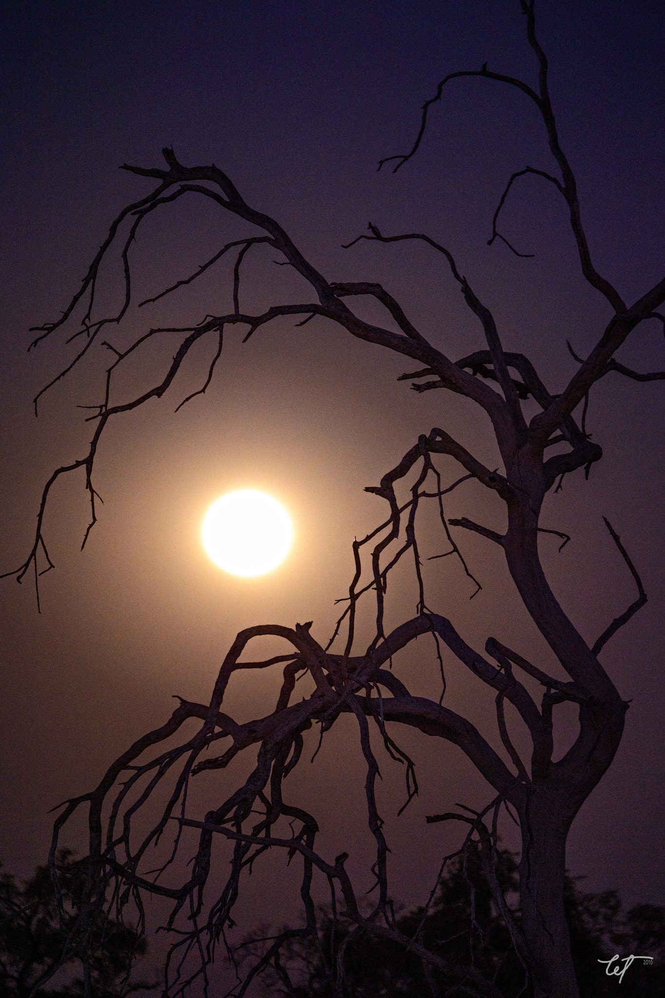 Nikon D5 sample photo. Moonrise at okavango photography