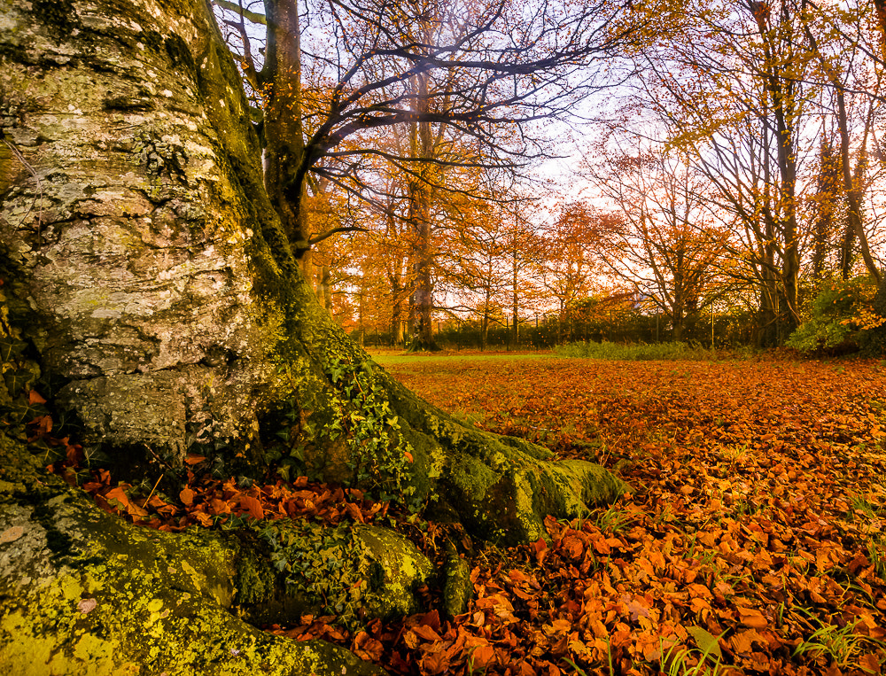 Nikon D610 sample photo. Autumn leaves photography