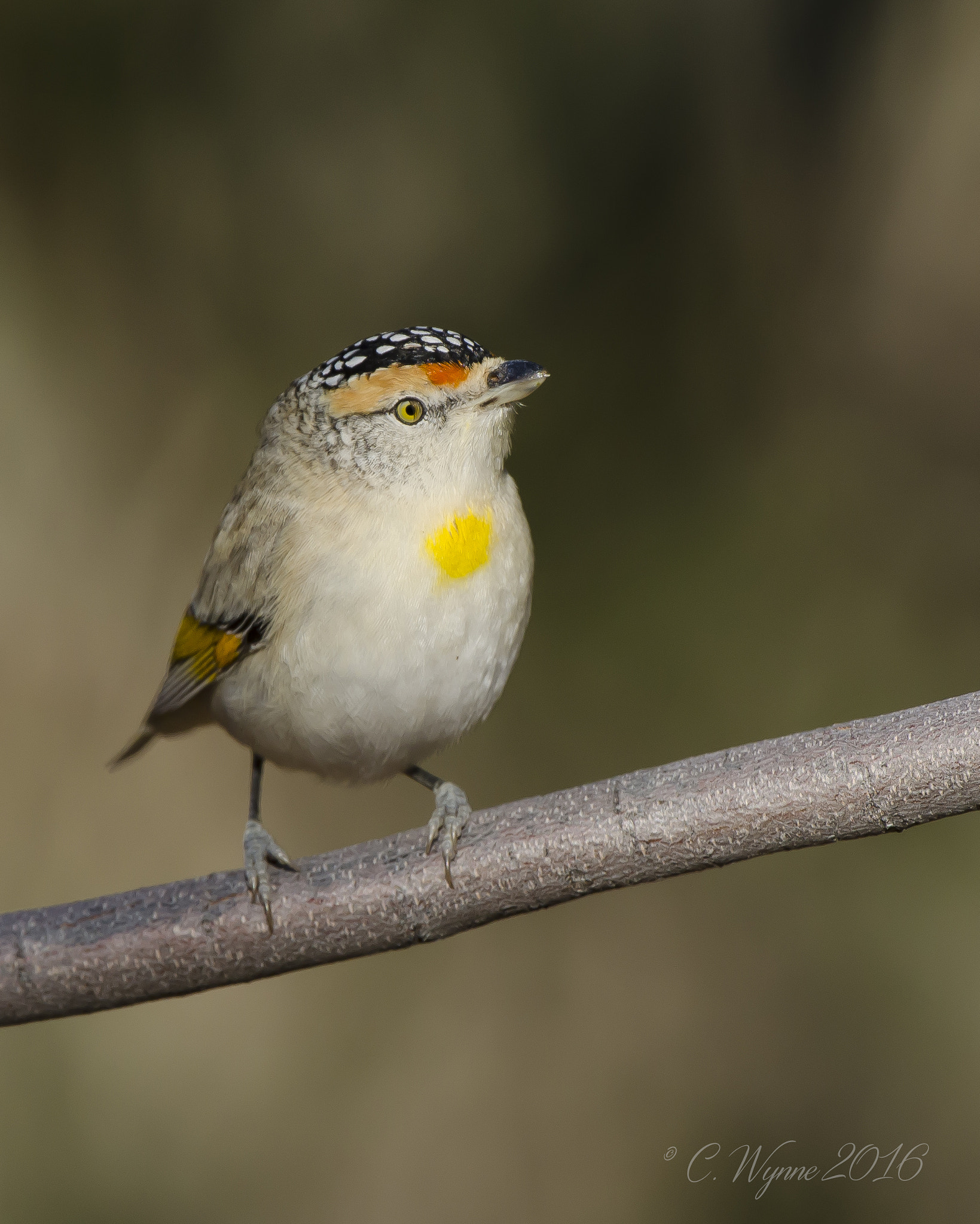 Nikon D7000 + Nikon AF-S Nikkor 500mm F4G ED VR sample photo. Red-browed pardalote photography