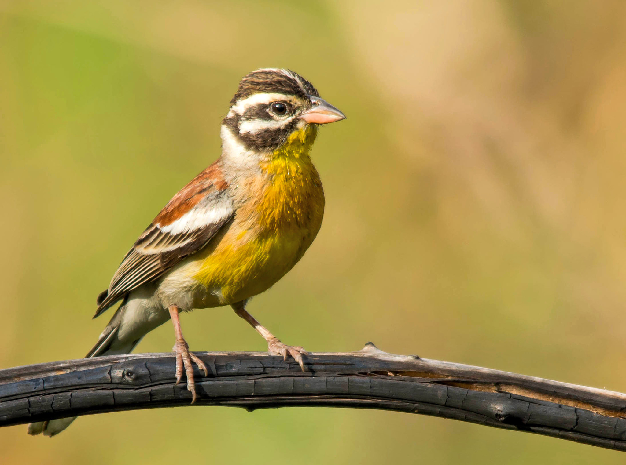 Sigma 150-500mm F5-6.3 DG OS HSM sample photo. Goldenbreasted bunting photography