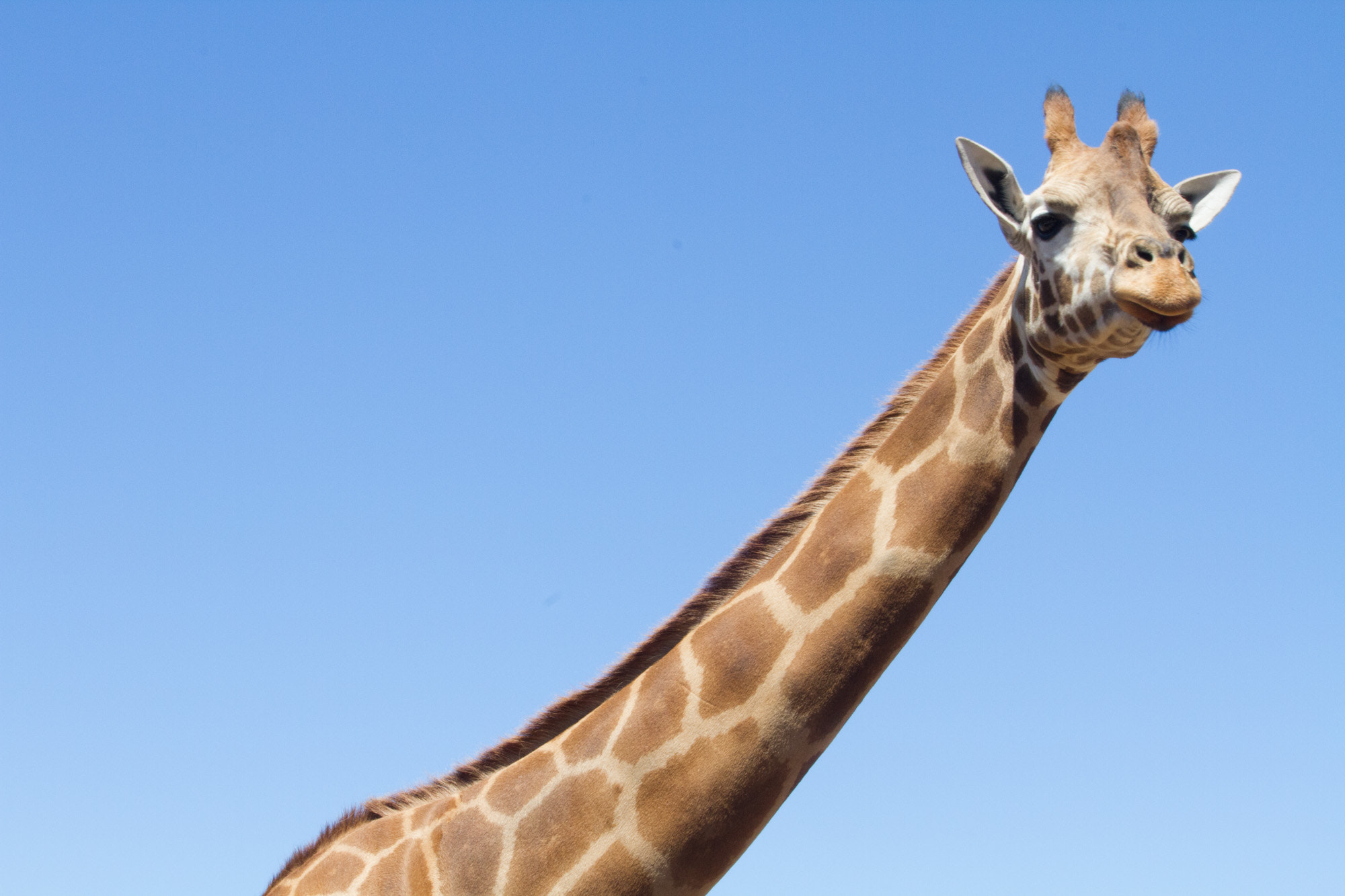 Canon EF-S 55-250mm F4-5.6 IS sample photo. Giraffe photography