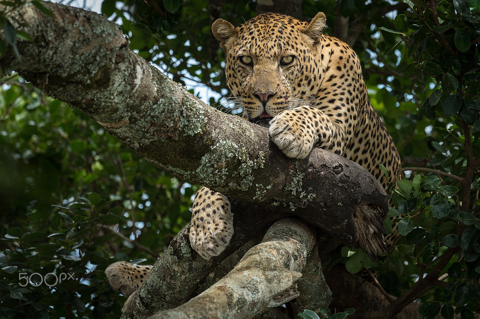 Nikon D4 + Nikon AF-S Nikkor 500mm F4G ED VR sample photo. Leopard photography