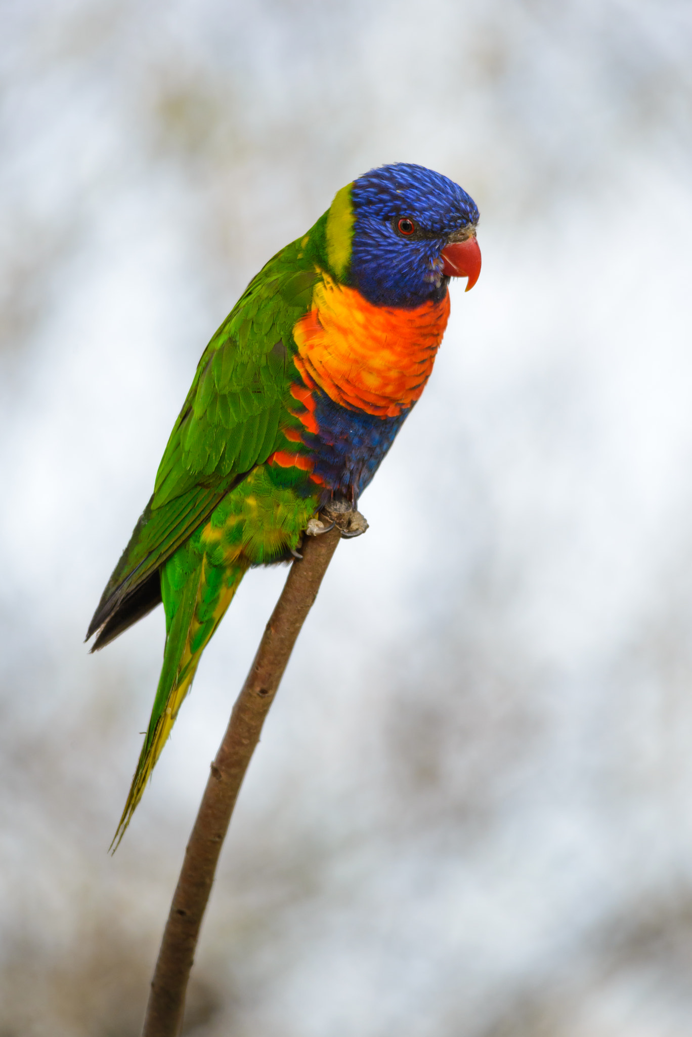 Sigma 150-500mm F5-6.3 DG OS HSM sample photo. Rainbow lorikeet photography