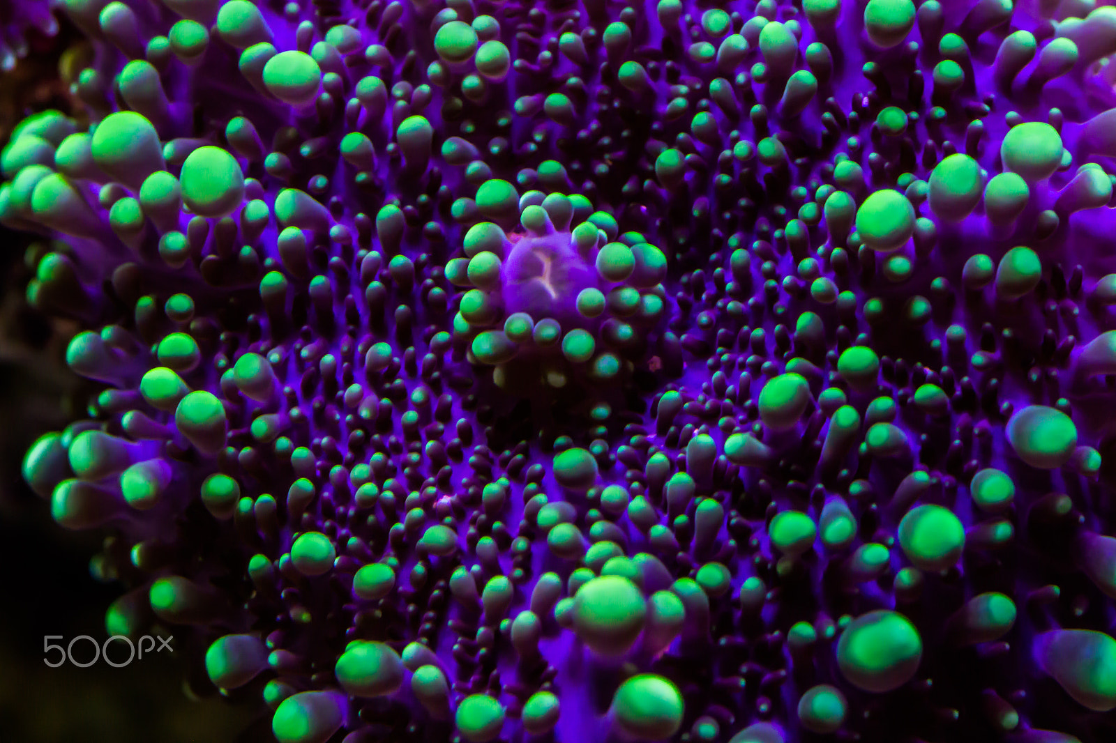Tamron SP AF 60mm F2 Di II LD IF Macro sample photo. Ricordea florida coral photography