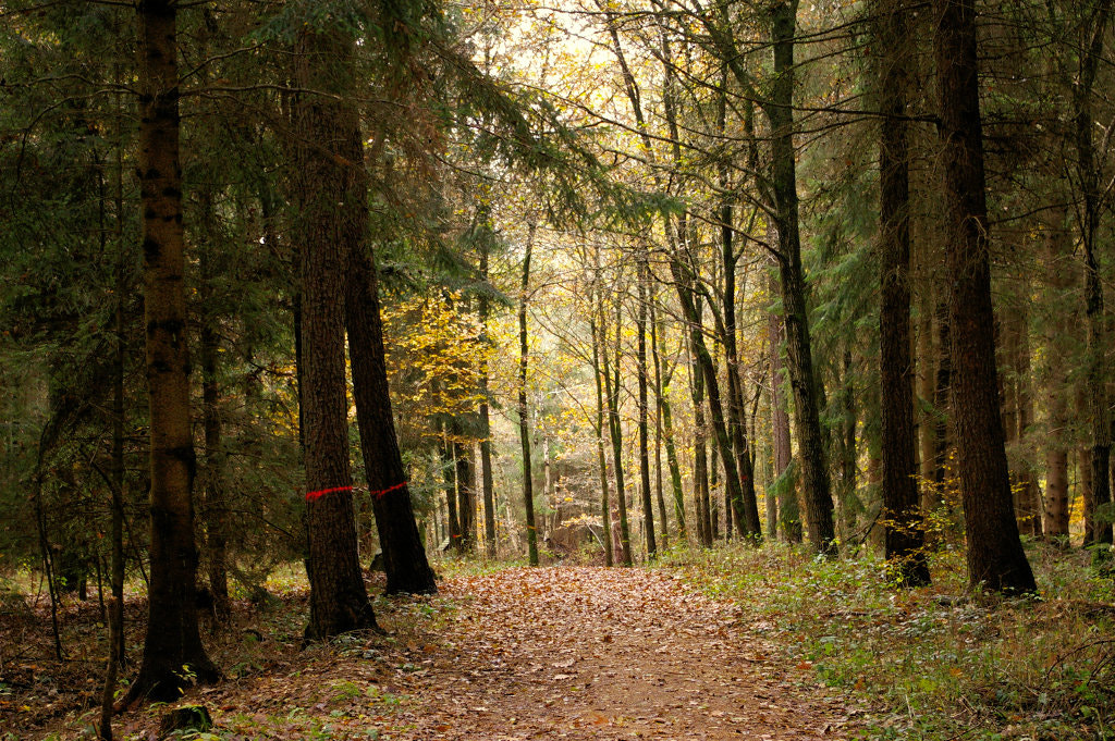 Pentax K100D Super sample photo. Path in forest photography