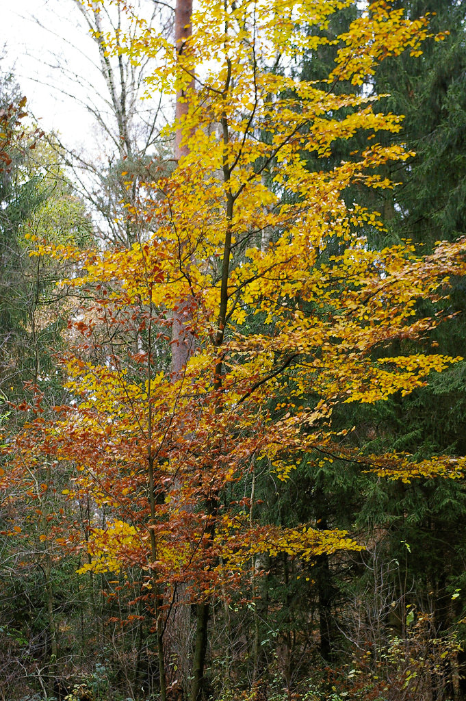 Pentax K100D Super sample photo. Autumn colors photography