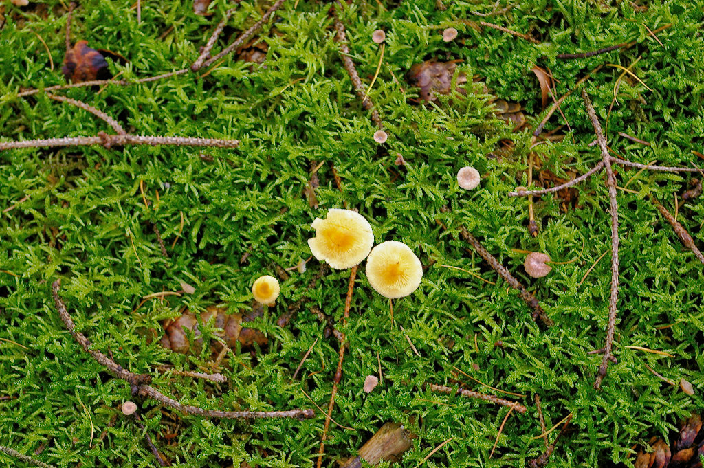 Pentax K100D Super sample photo. Little fungi photography