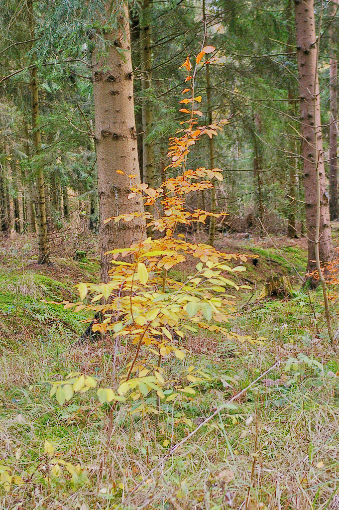 Pentax K100D Super sample photo. Autumn photography