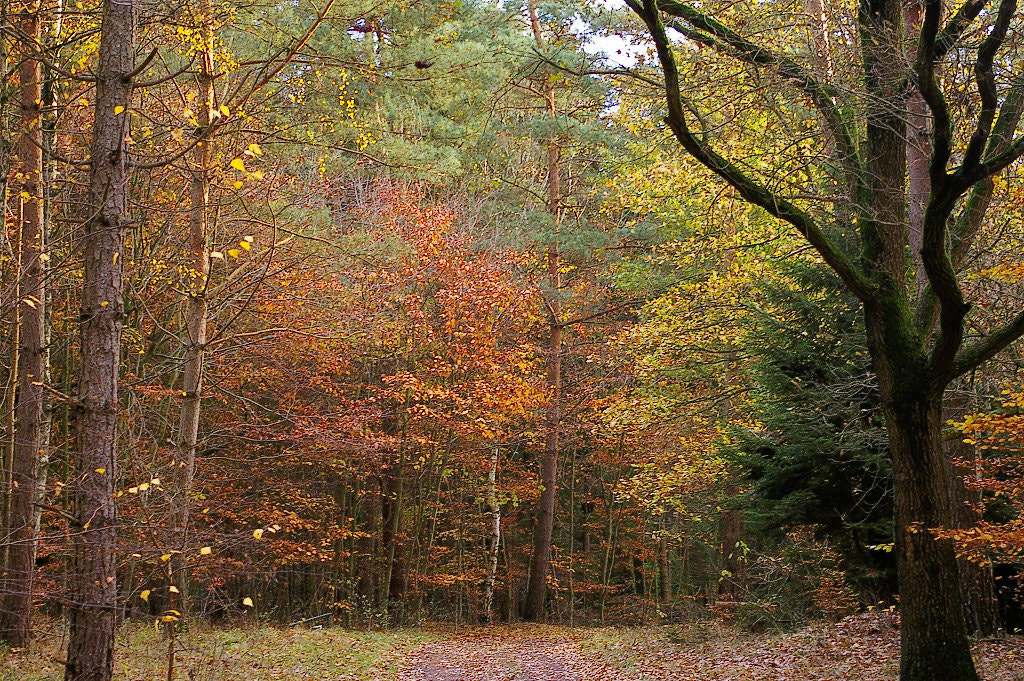 Pentax K100D Super sample photo. Autumn colors photography