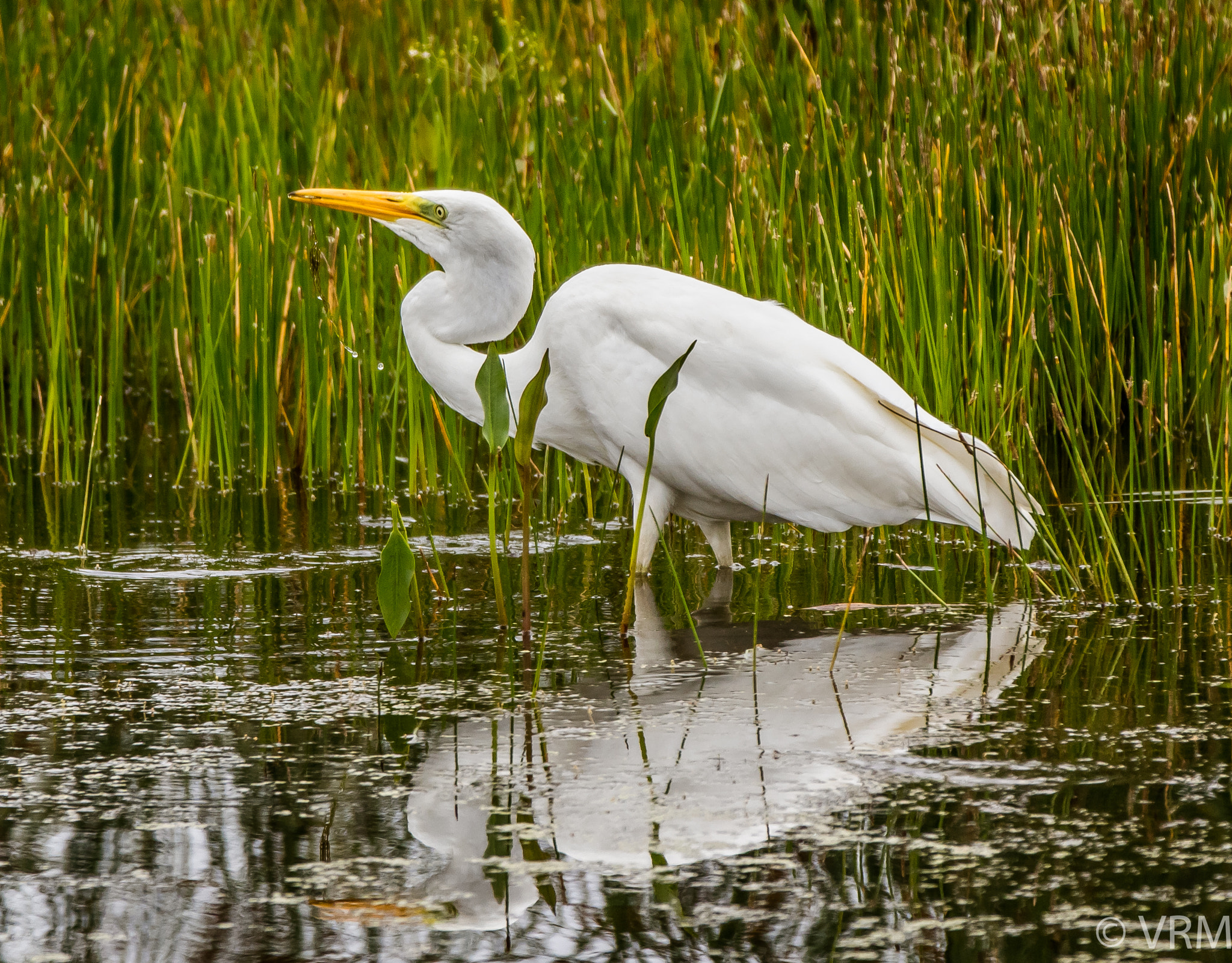 Canon EF 70-200mm F2.8L IS II USM sample photo. White egret photography